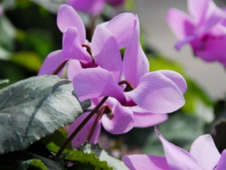 Cyclamen cilicium Turkse cyclamen bestellen